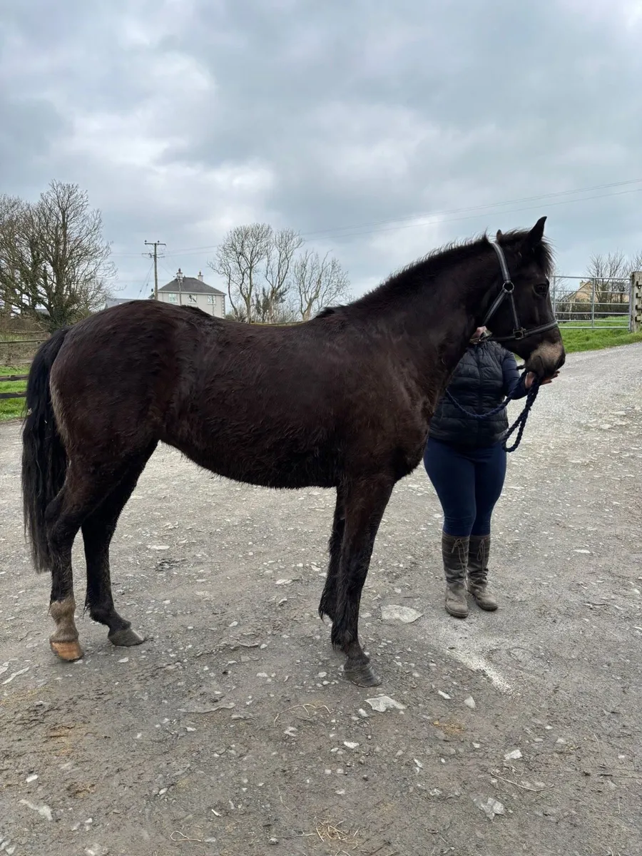 Connemara 3/4 bred mare - Image 2