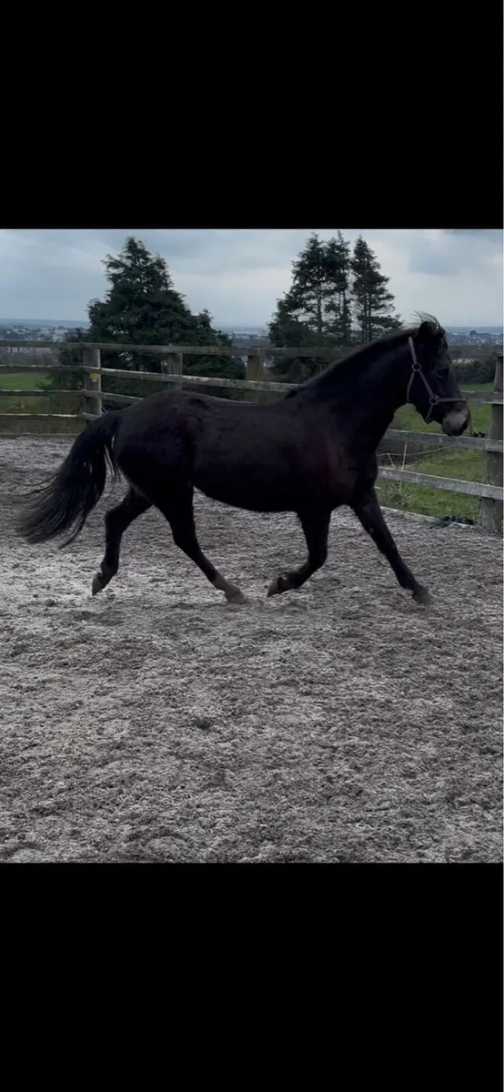 Connemara 3/4 bred mare - Image 3