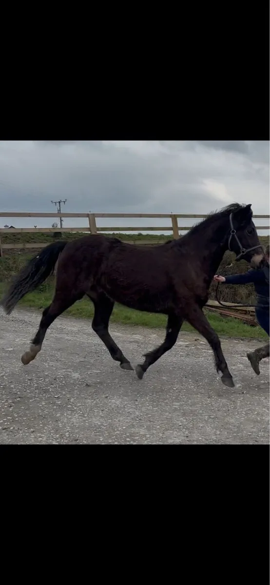 Connemara 3/4 bred mare - Image 1