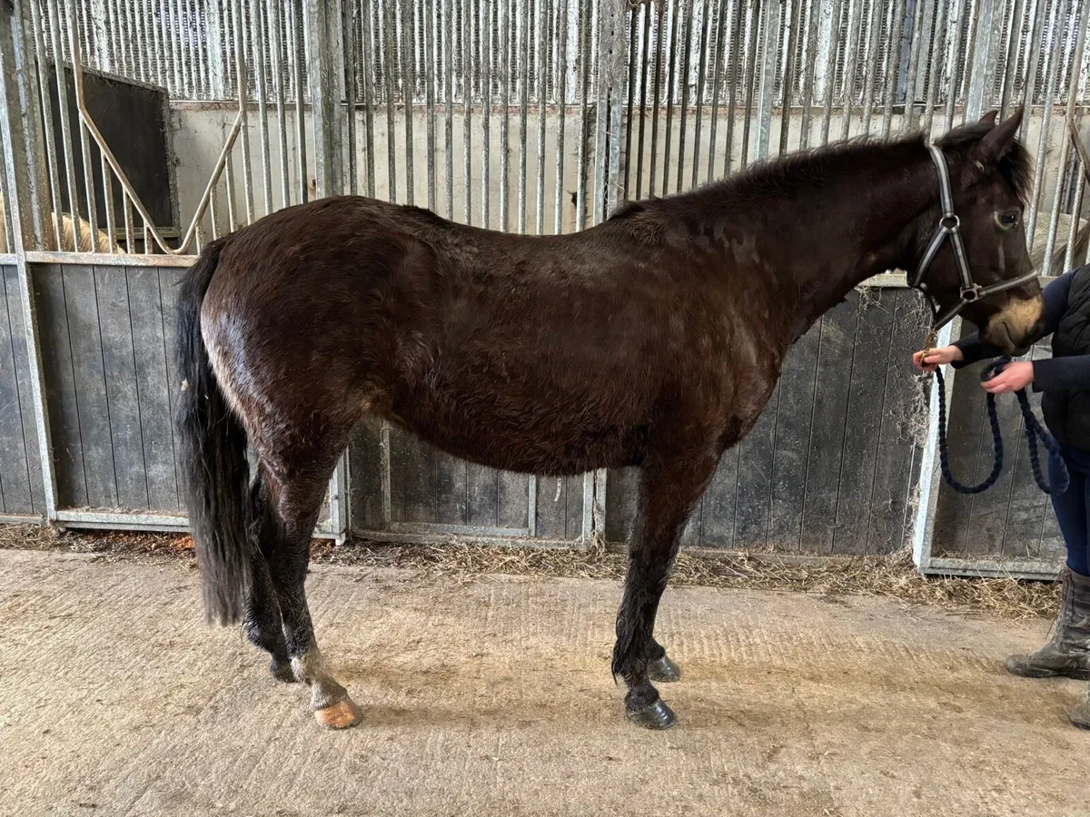 Connemara 3/4 bred mare - Image 4