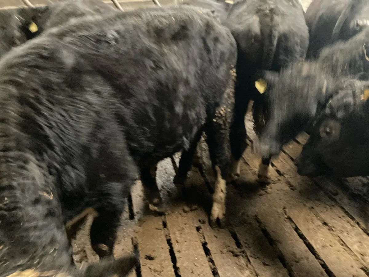 AAX and HRX - Image 2