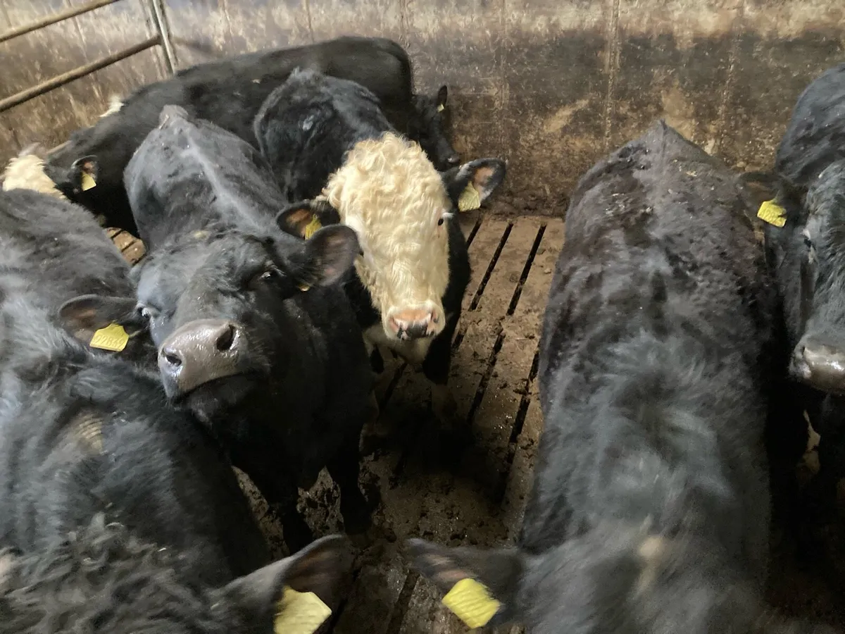 AAX and HRX - Image 3