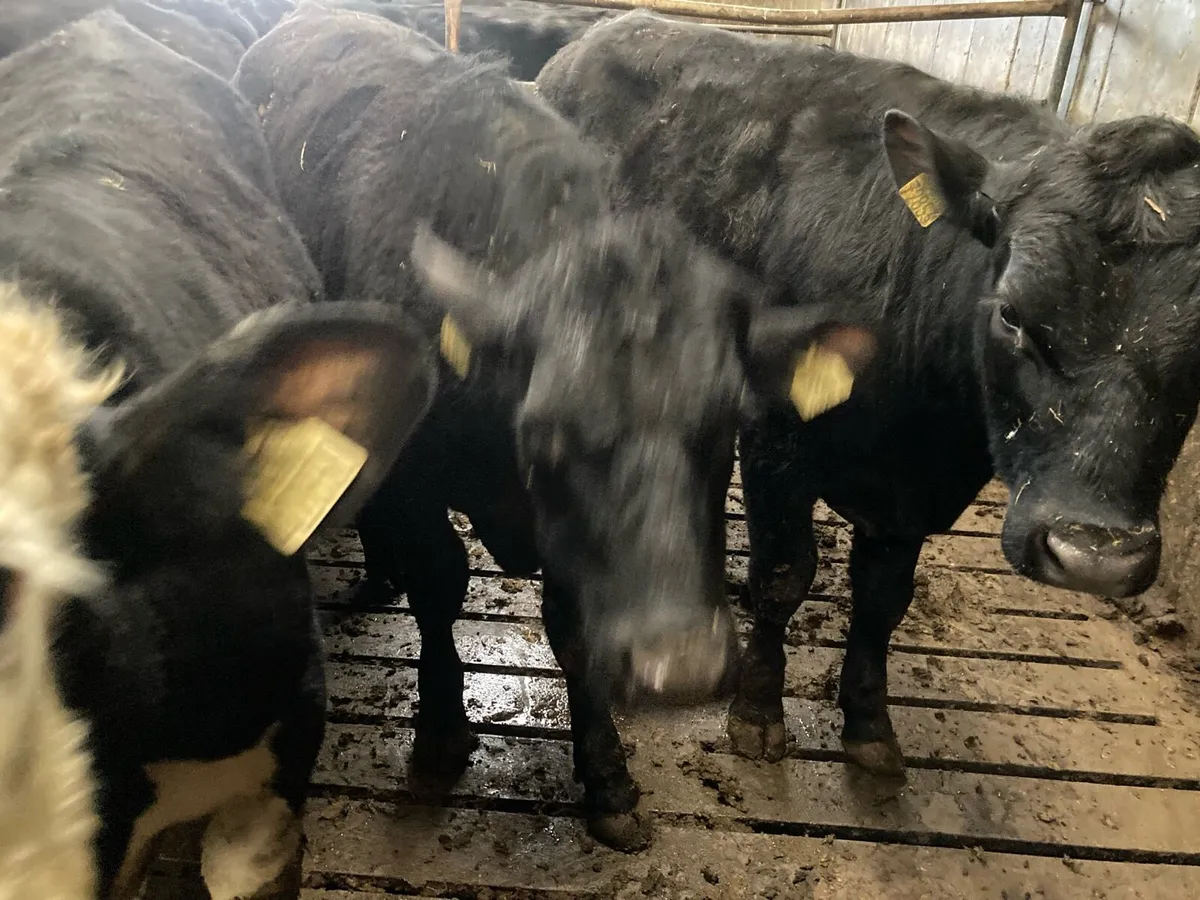 AAX and HRX - Image 4