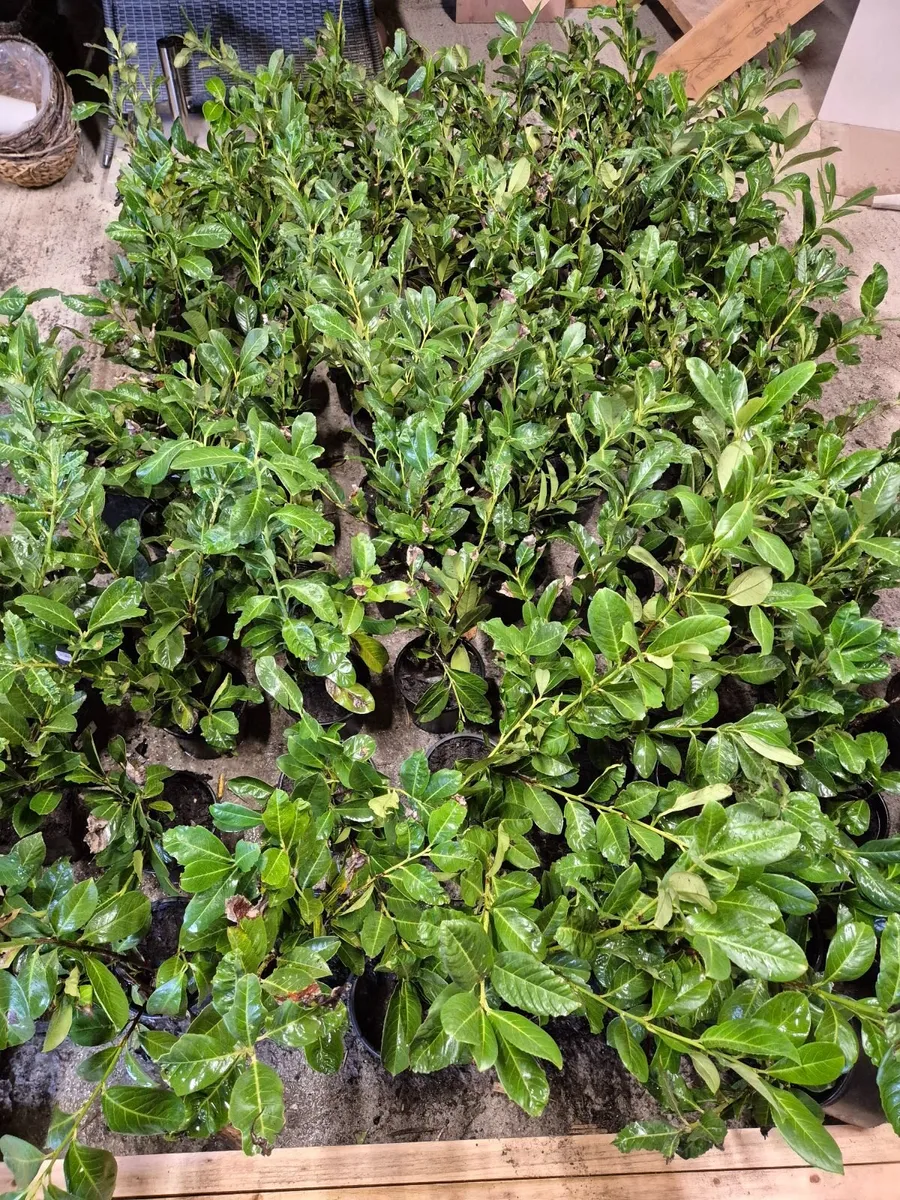 102 No Laurel Hedging in small pots - Image 2