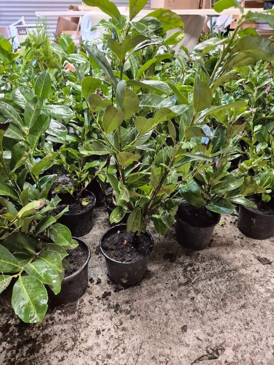 102 No Laurel Hedging in small pots - Image 1