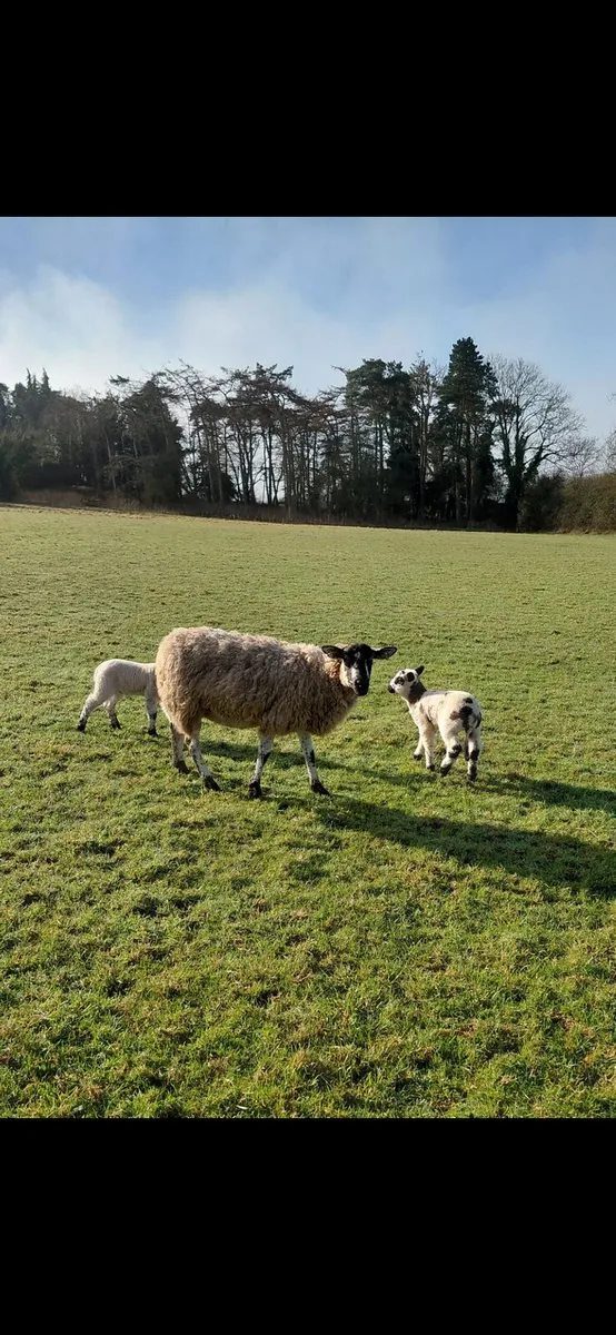 Ewes with lambs at foot