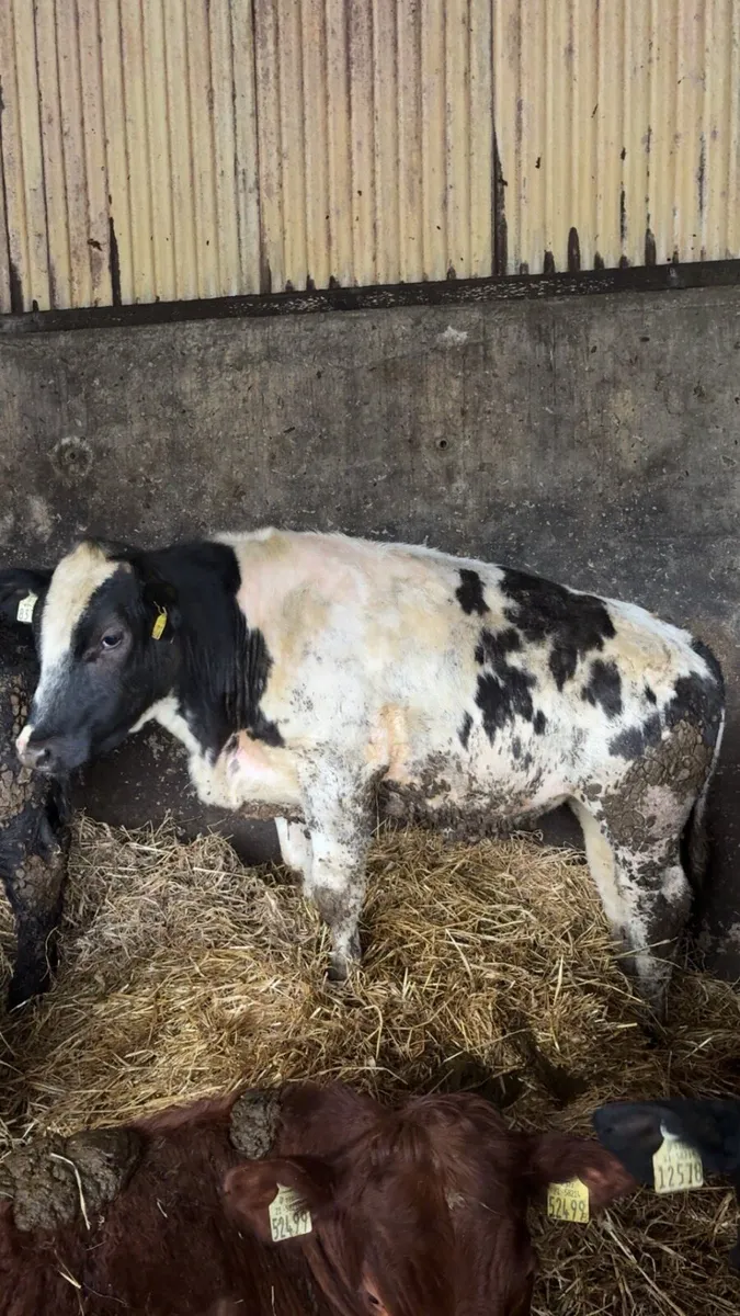 30 yearling bullocks - Image 2