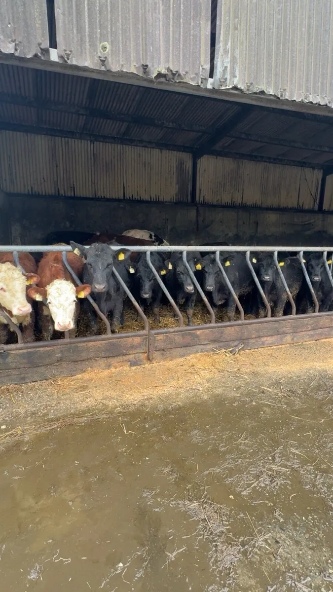 30 yearling bullocks - Image 3