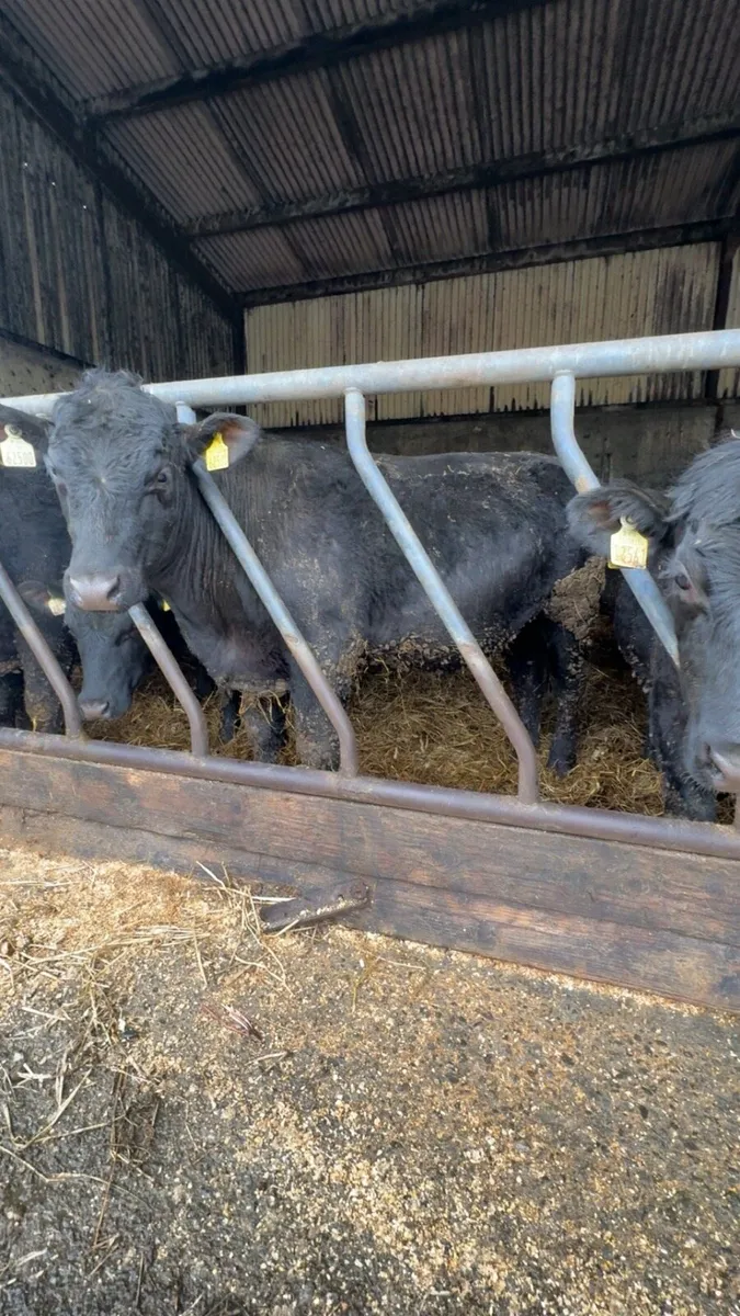 30 yearling bullocks - Image 4