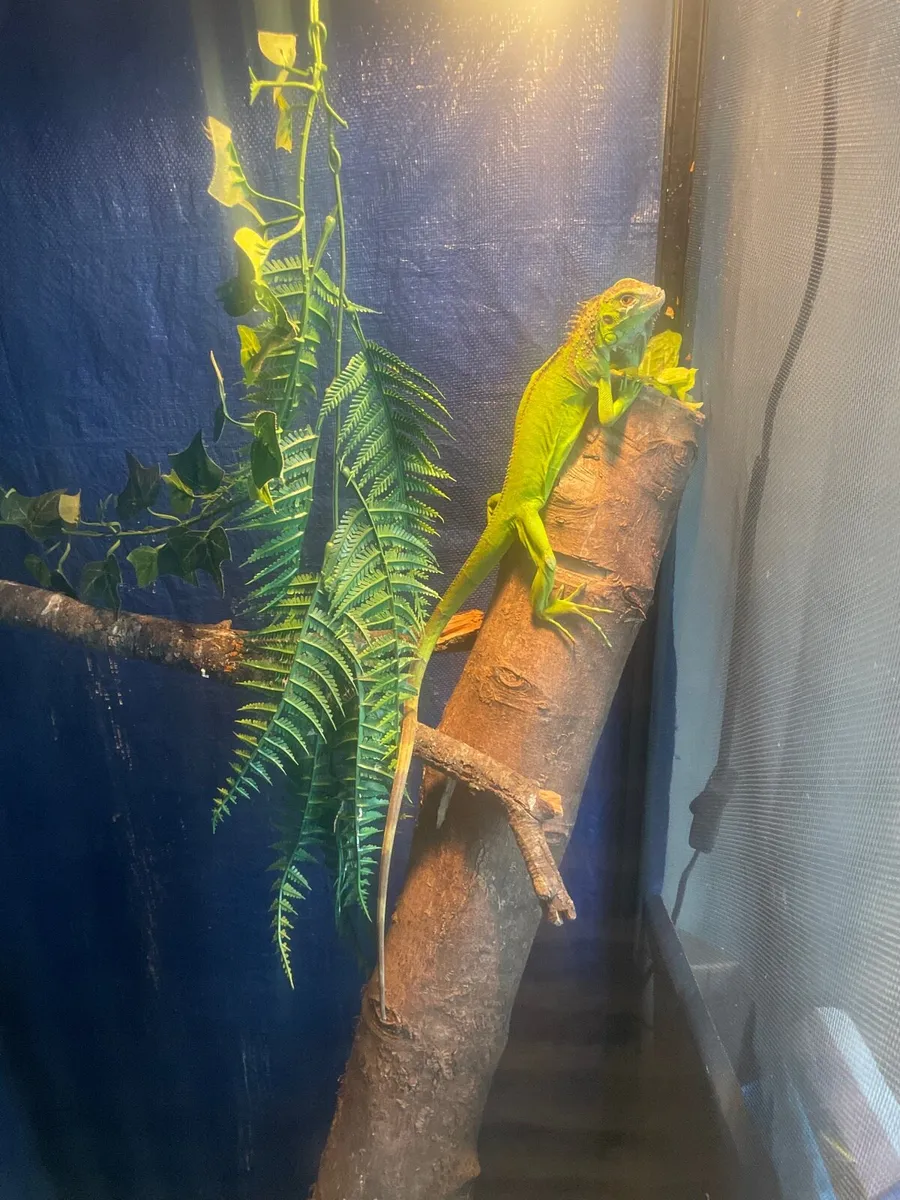 Green iguana - Image 1