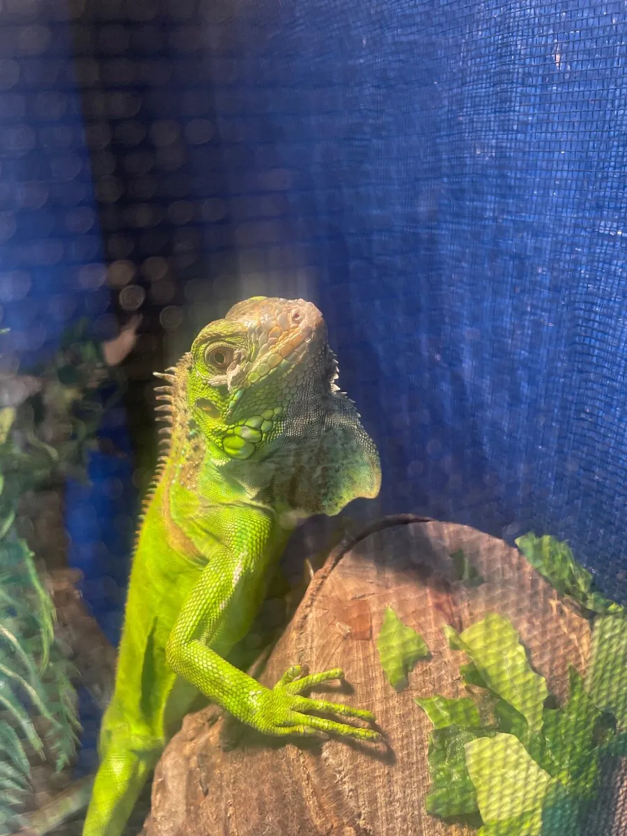 Green iguana - Image 2