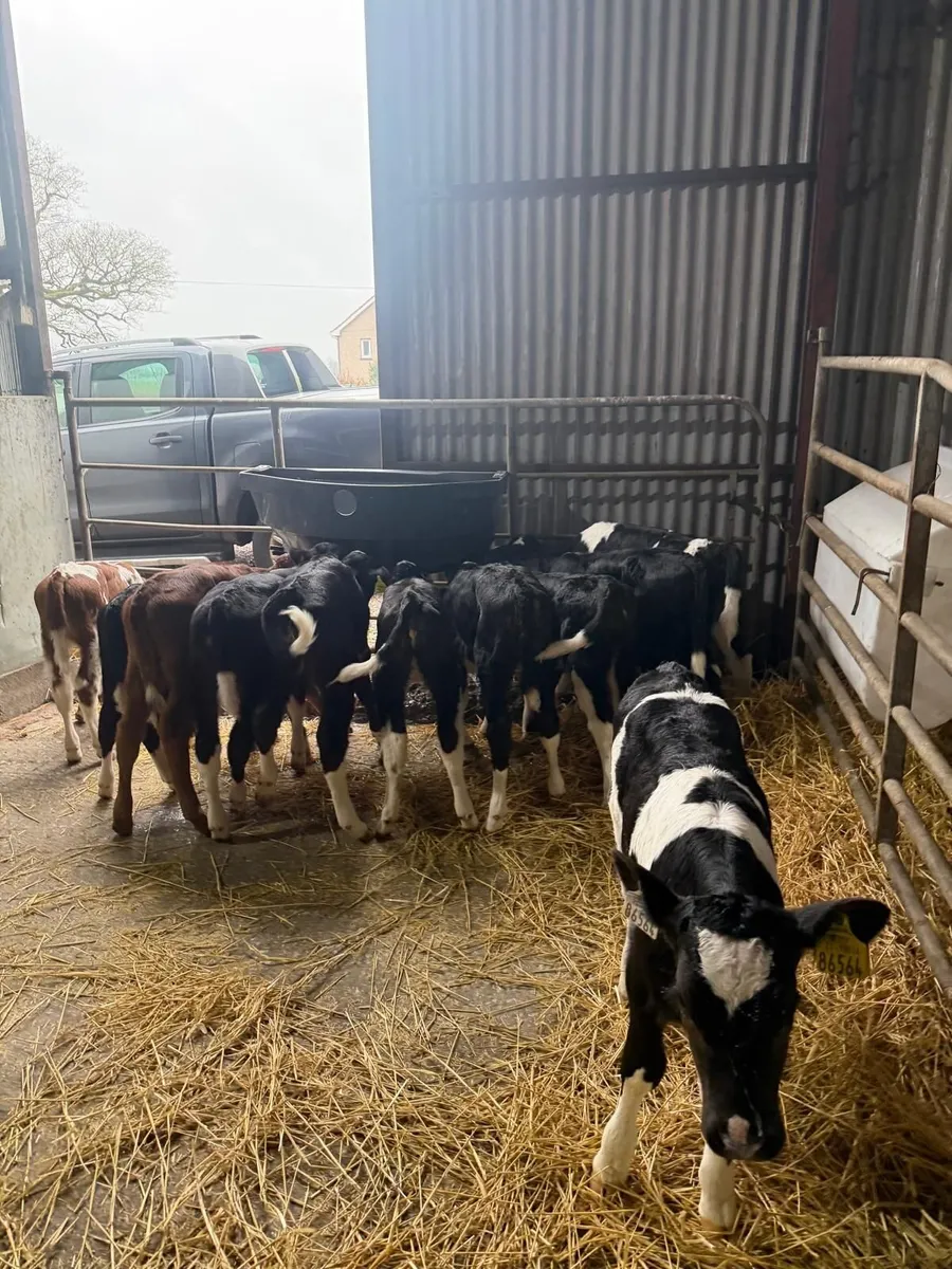 Heifer Calves - Image 1