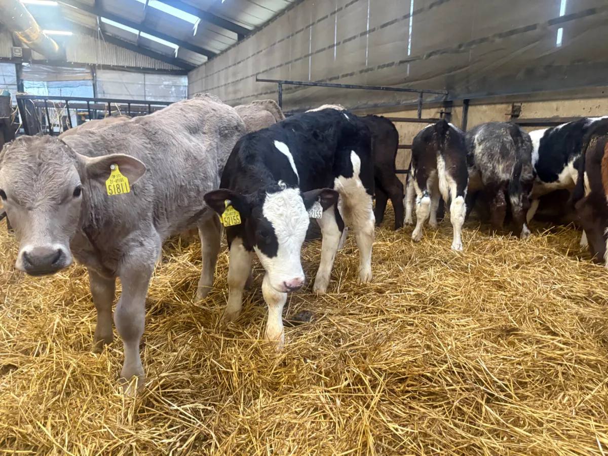 15 Continental Bulls (once a day feeding ) - Image 2