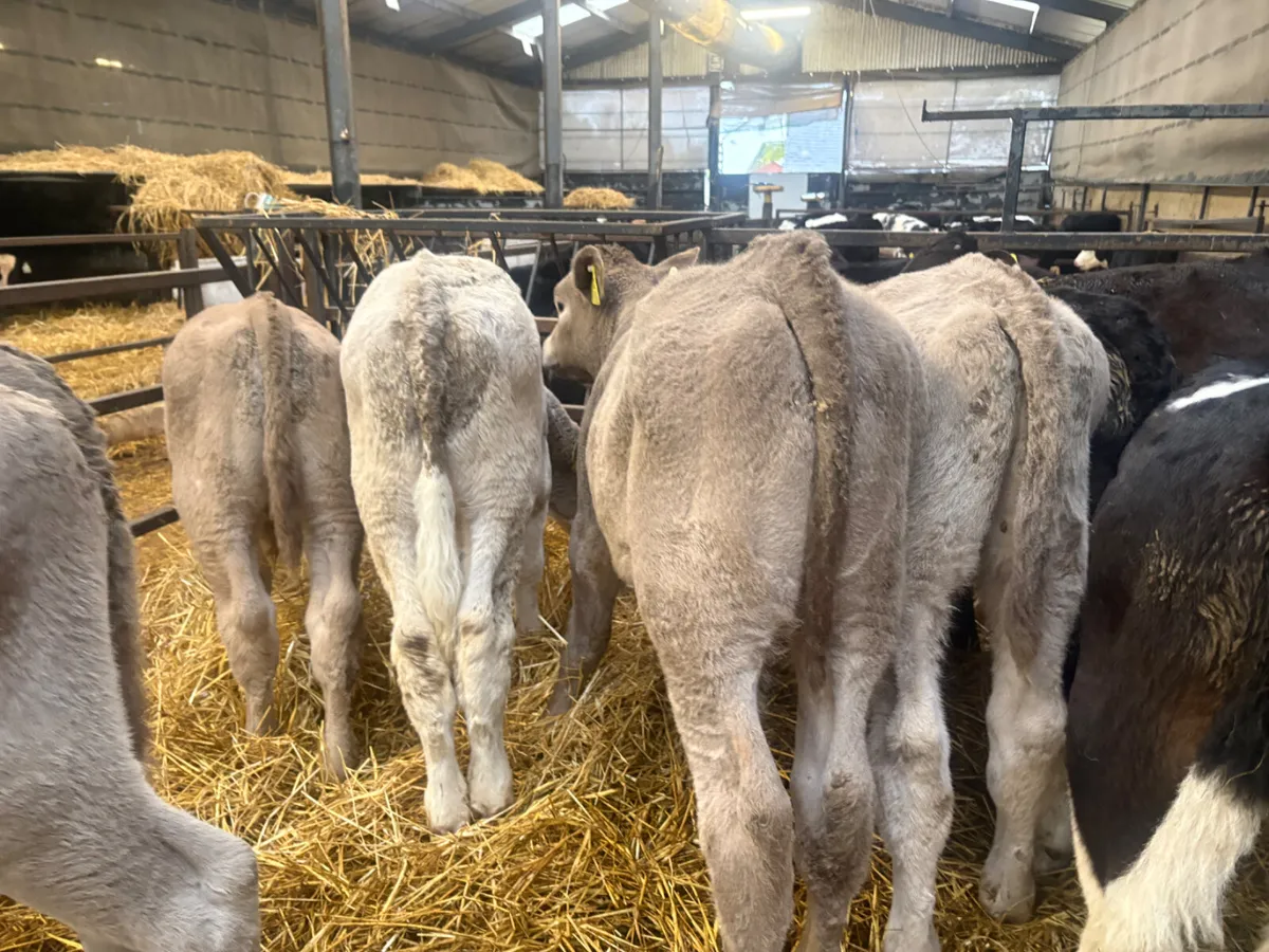 15 Continental Bulls (once a day feeding ) - Image 4