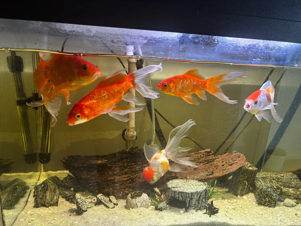 Fish tank with all included - Image 3