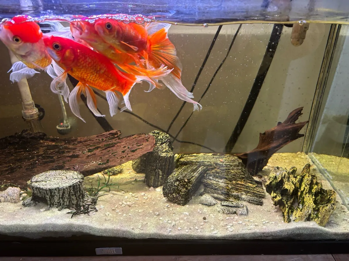 Fish tank with all included - Image 4