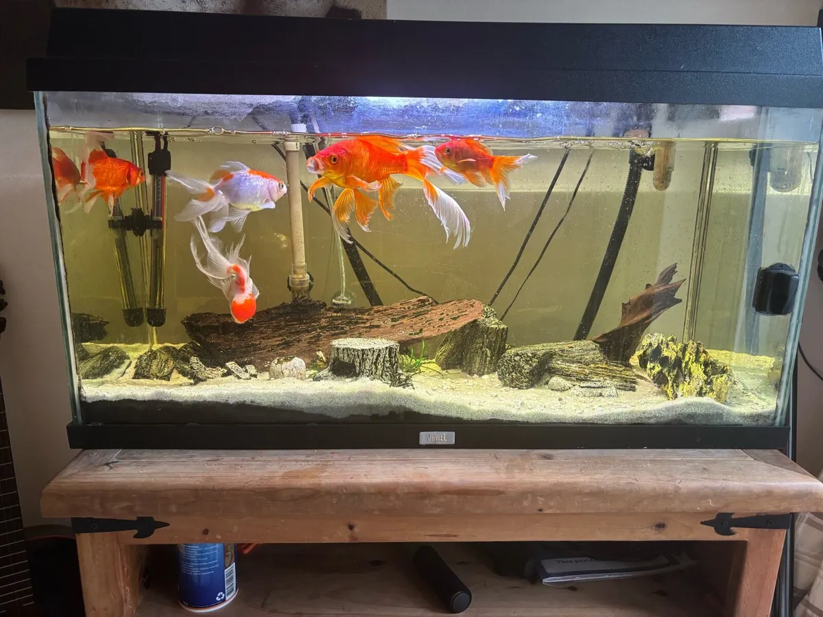 Fish tank with all included - Image 1