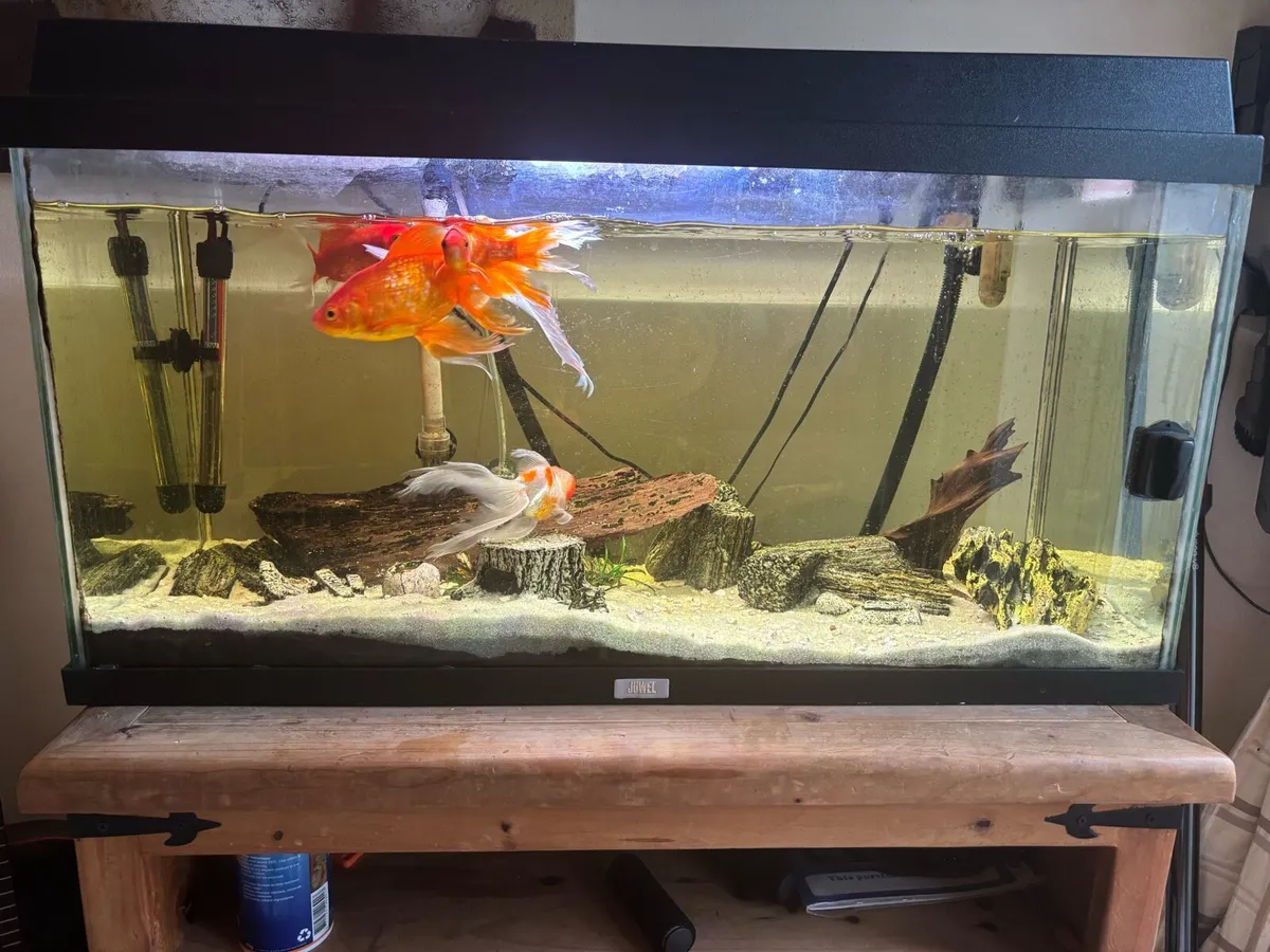 Fish tank with all included - Image 2