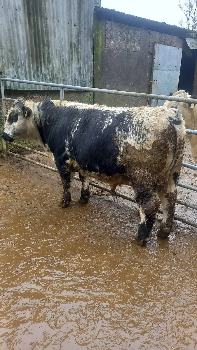 Speckle Park bulls - Image 1