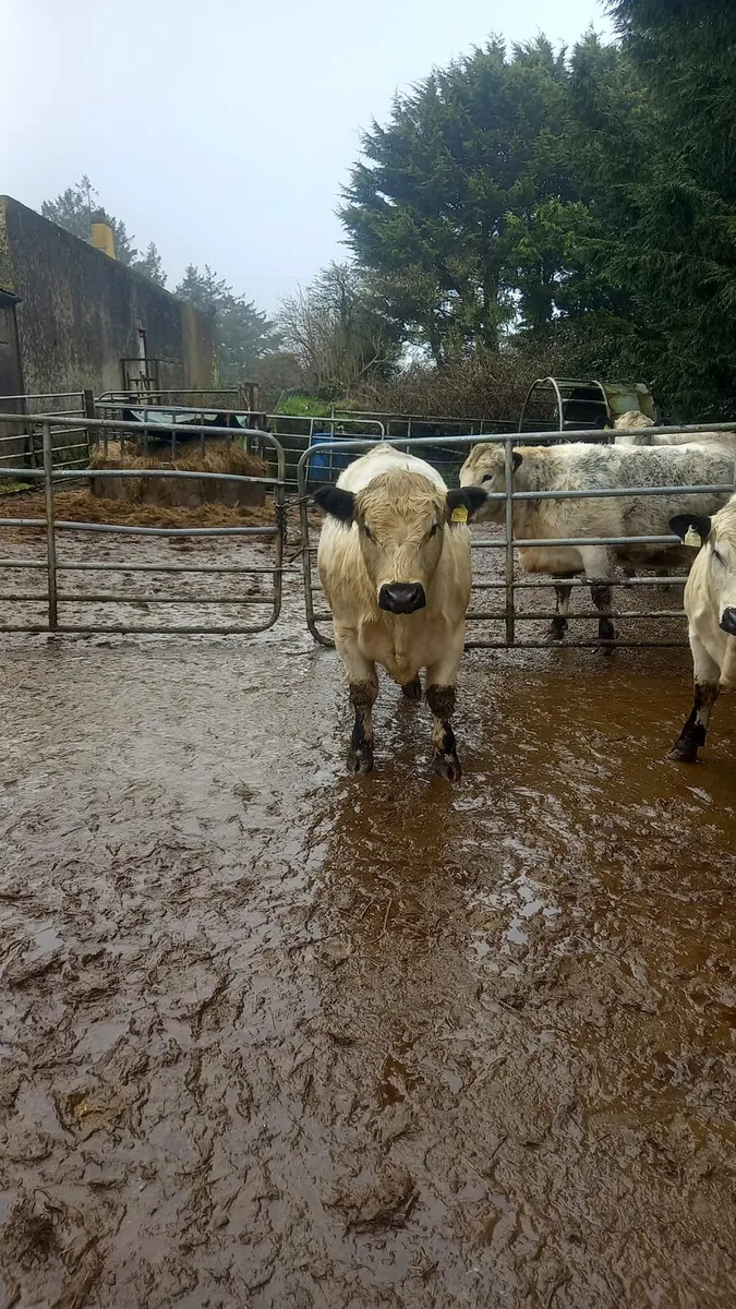 Speckle Park bulls - Image 3