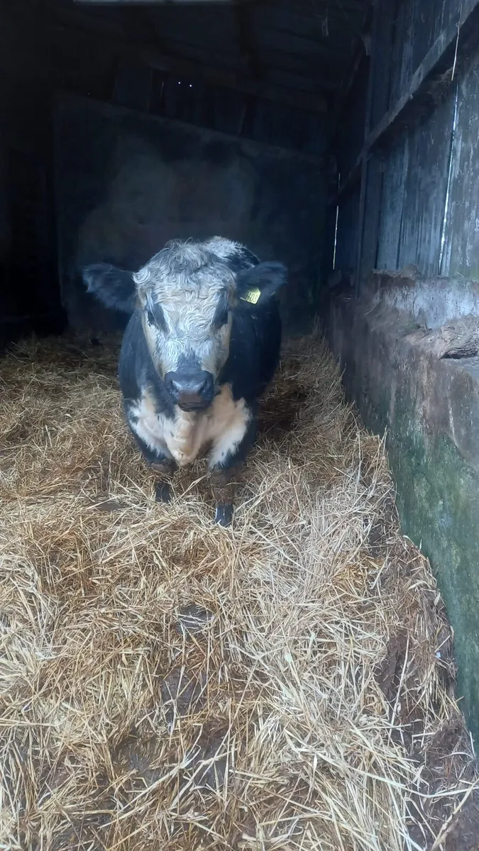 Speckle Park bulls - Image 4