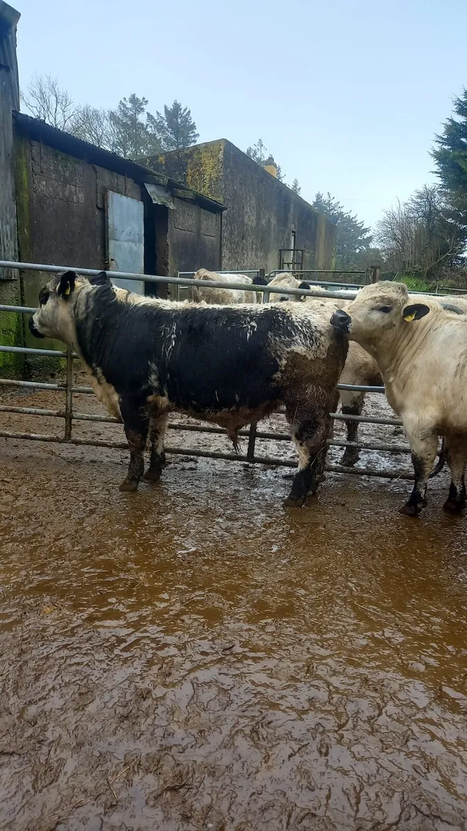 Speckle Park bulls - Image 4