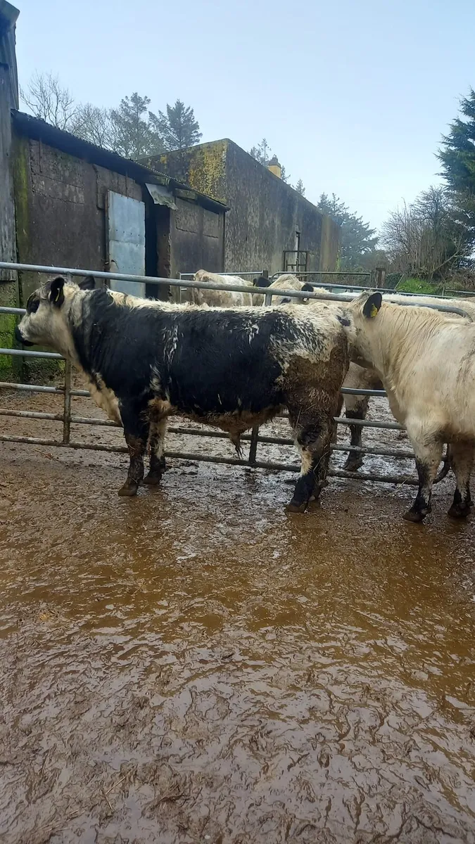 Speckle Park bulls - Image 3