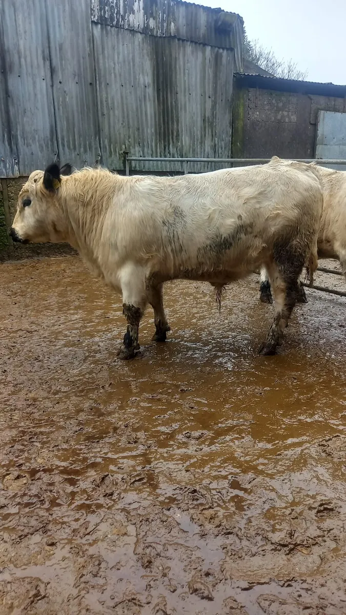 Speckle Park bulls - Image 2