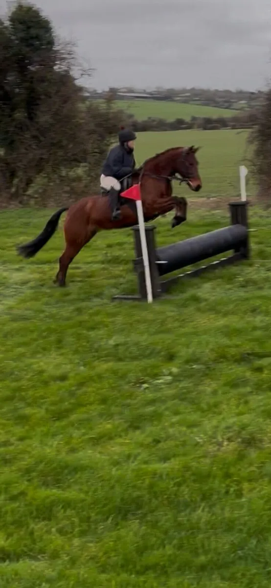 Connemara pony 148 - Image 3