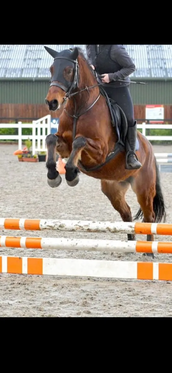 Connemara pony 148 - Image 2
