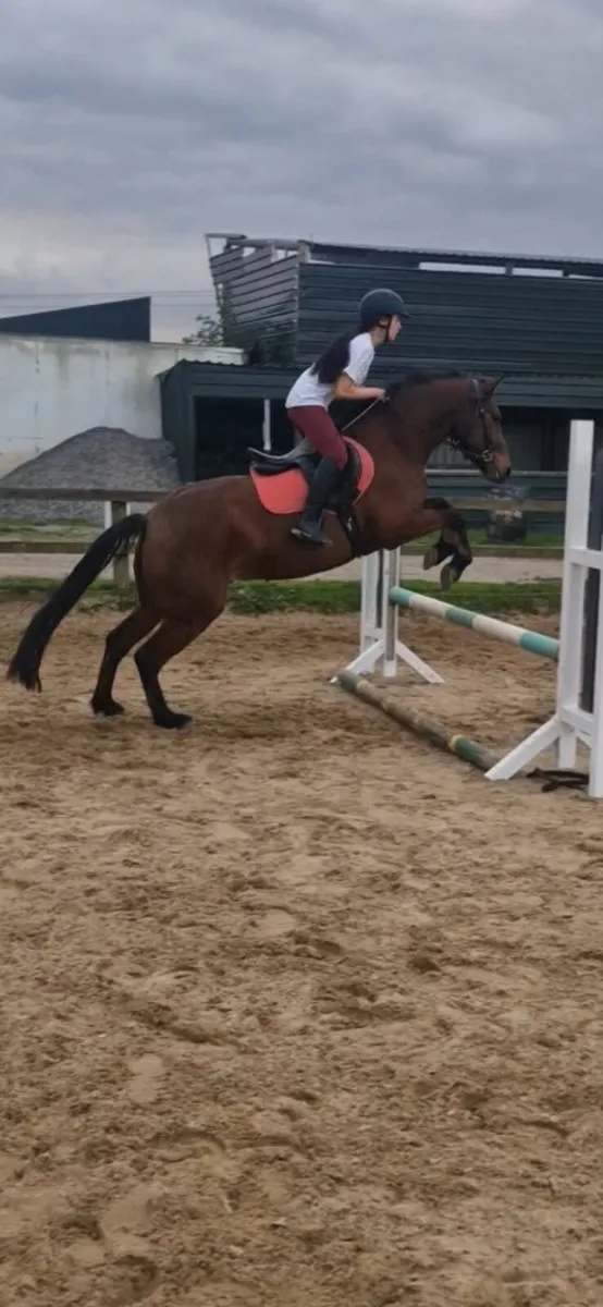 Connemara pony 148 - Image 4
