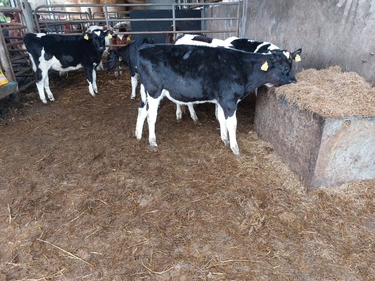 7 British FR & FLK bull calves - Image 1