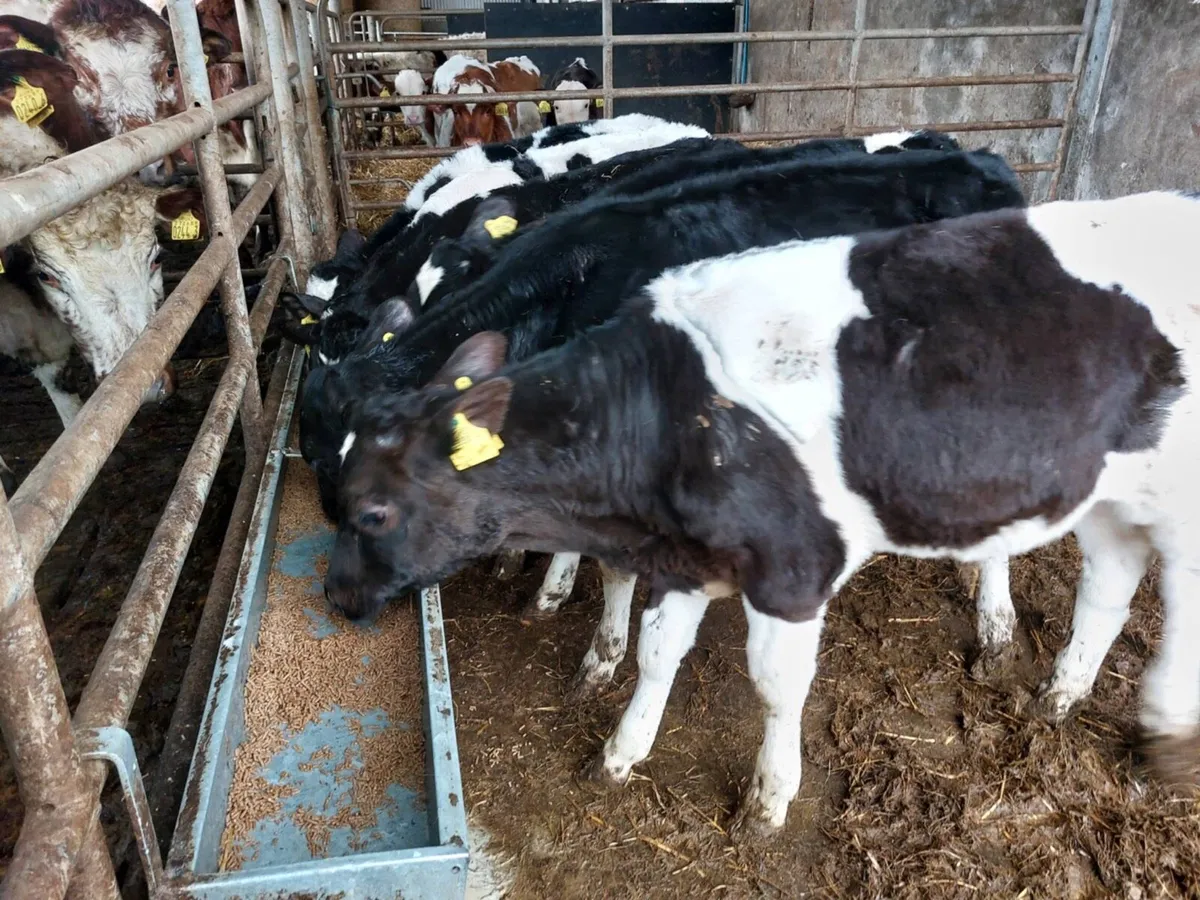 7 British FR & FLK bull calves - Image 2