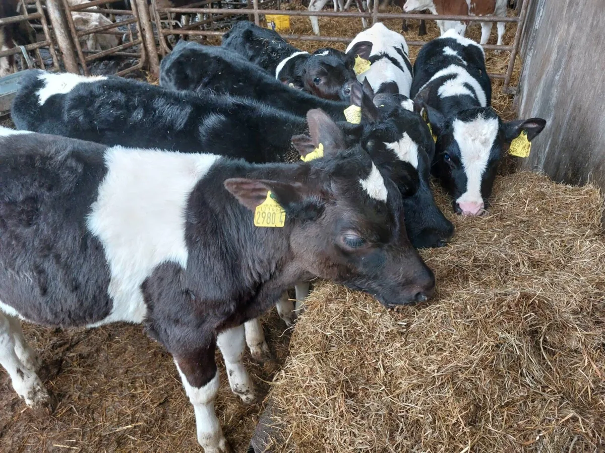 7 British FR & FLK bull calves - Image 3