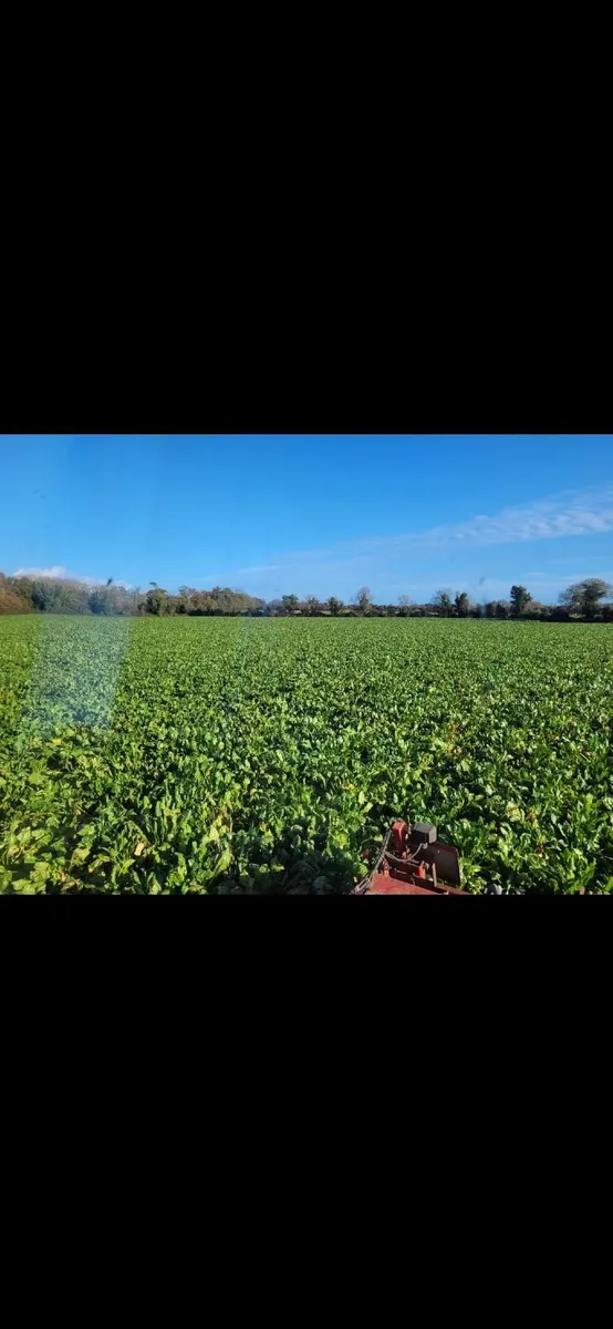Fodder beet - Image 2