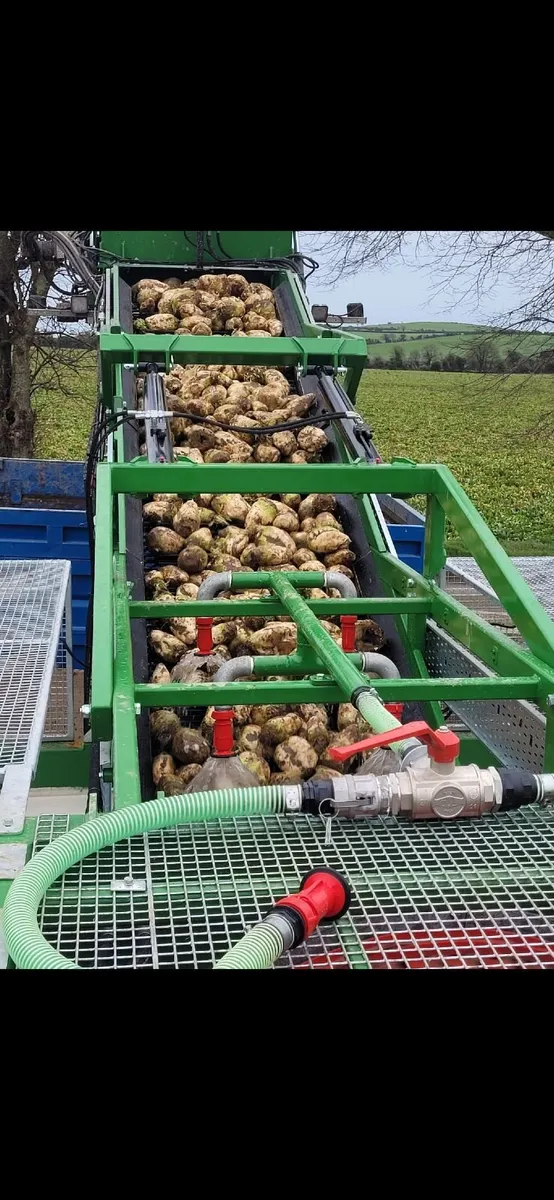 Fodder beet - Image 3