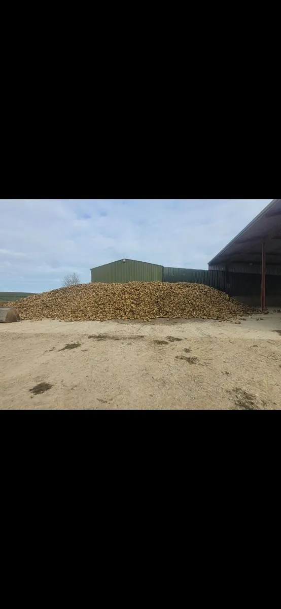 Fodder beet - Image 4