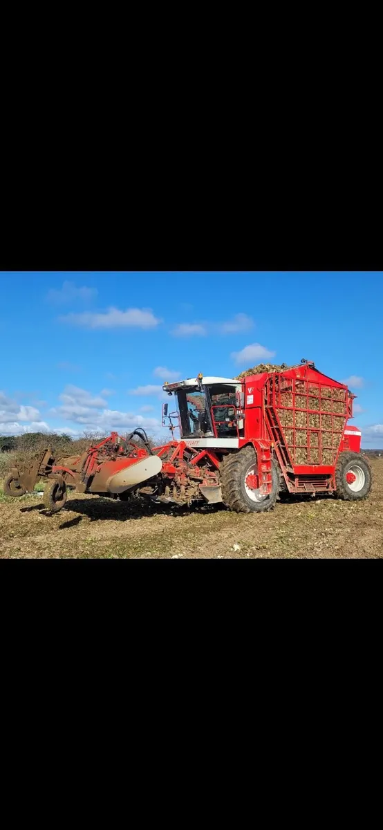 Fodder beet - Image 1