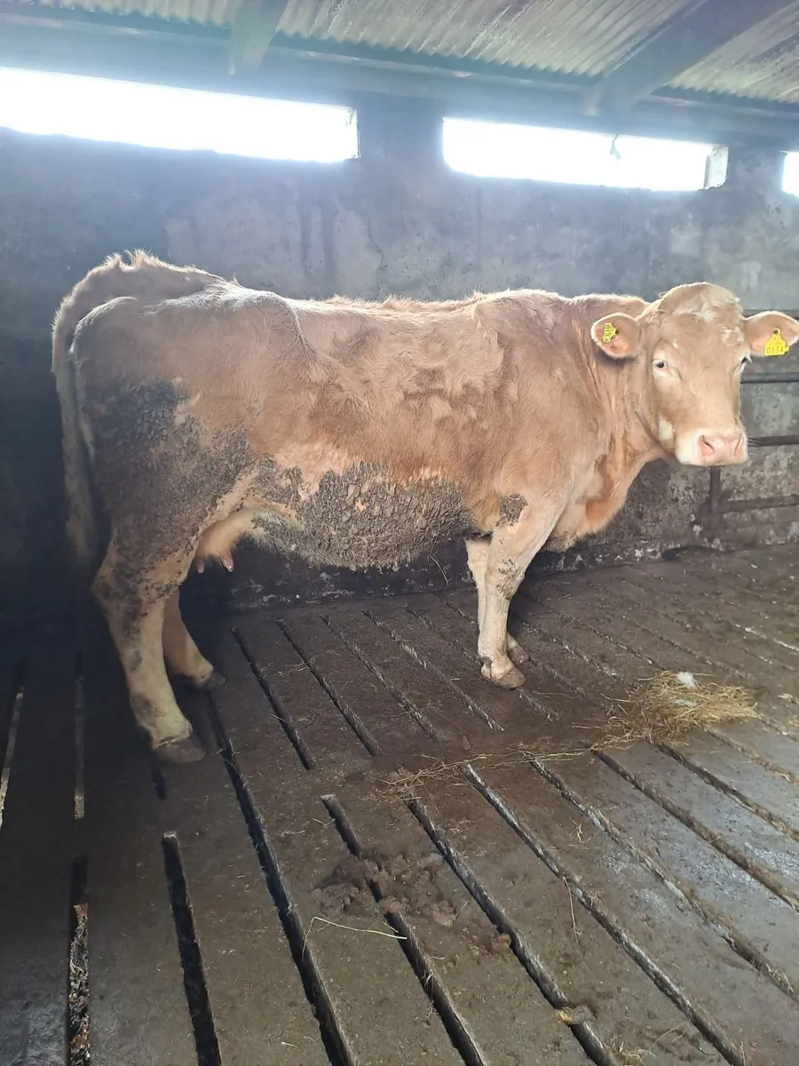 Springers in Balla mart Sat 7.3.26 - Image 2