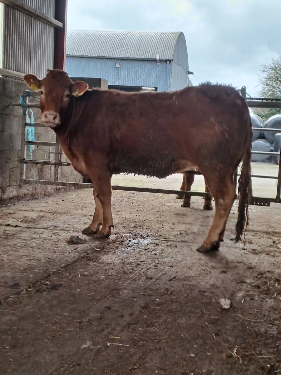 Springers in Balla mart Sat 7.3.26 - Image 3