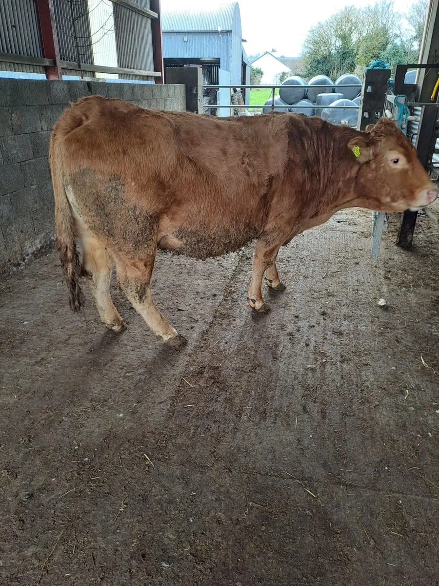 Springers in Balla mart Sat 7.3.26 - Image 4