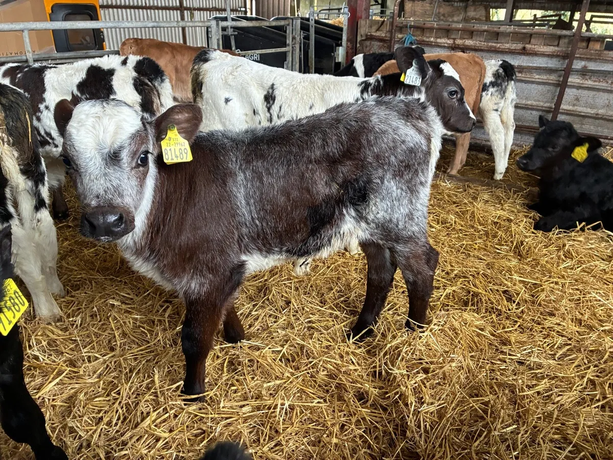 BB Heifer Calf - Image 1