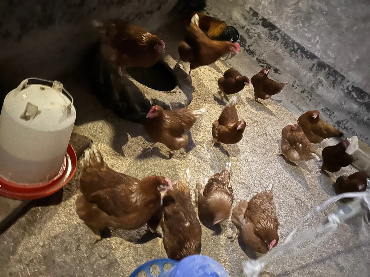 Hens, hatching eggs, pea fowl - Image 2