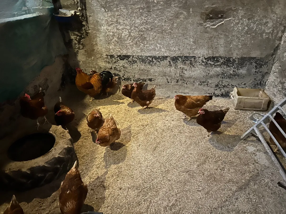 Hens, hatching eggs, pea fowl - Image 3