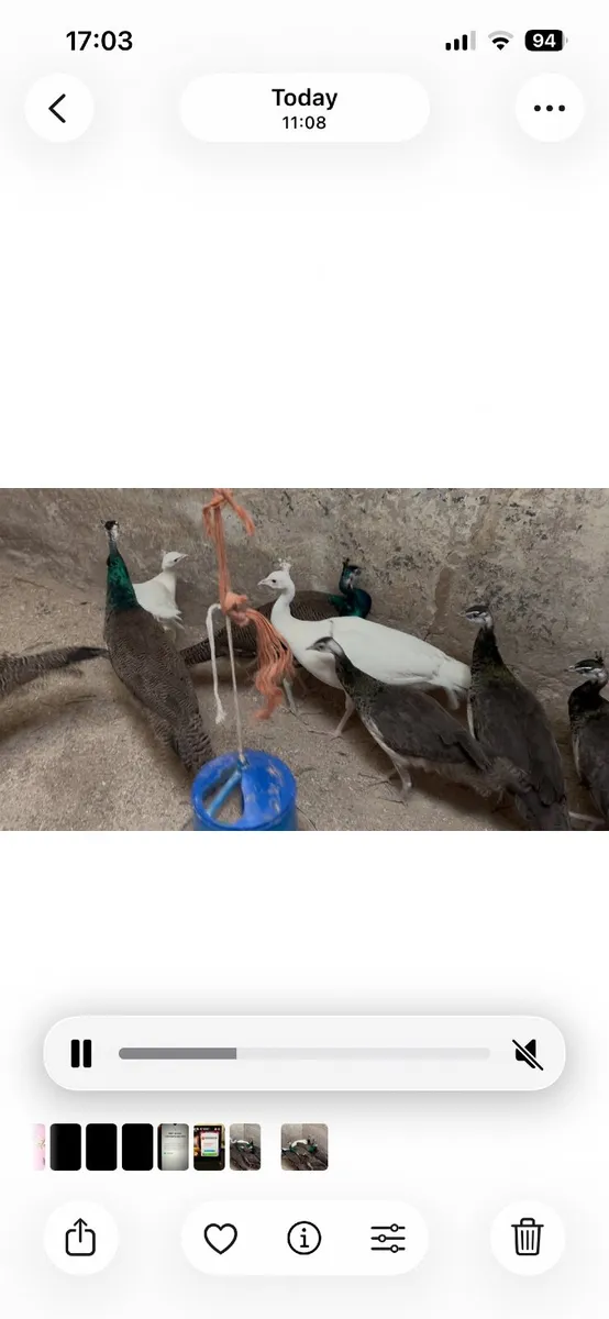 Hens, hatching eggs, pea fowl - Image 4