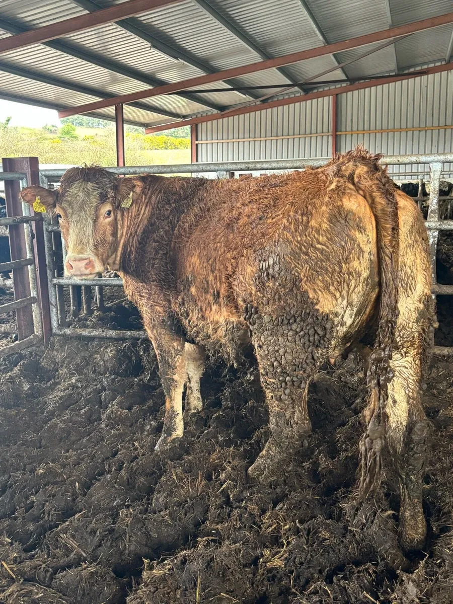 ⭐️⭐️SUPER LIMOUSINE SPRINGER⭐️⭐️ - Image 2