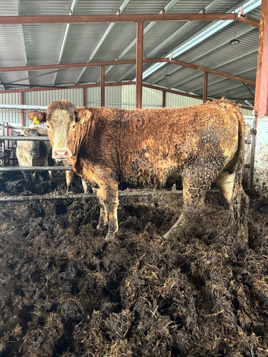 ⭐️⭐️SUPER LIMOUSINE SPRINGER⭐️⭐️ - Image 3