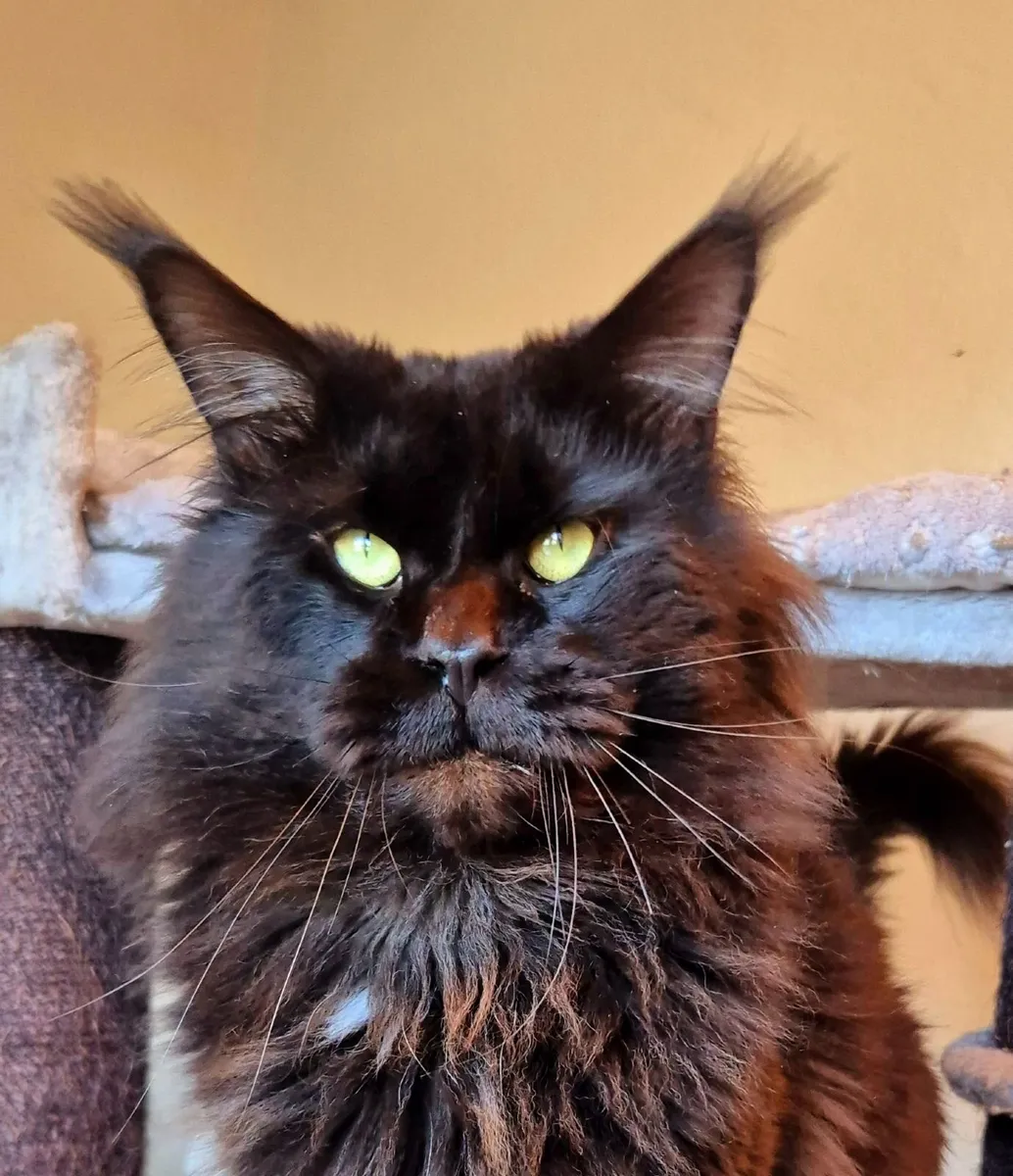 Maine coon male gccf reg - Image 1