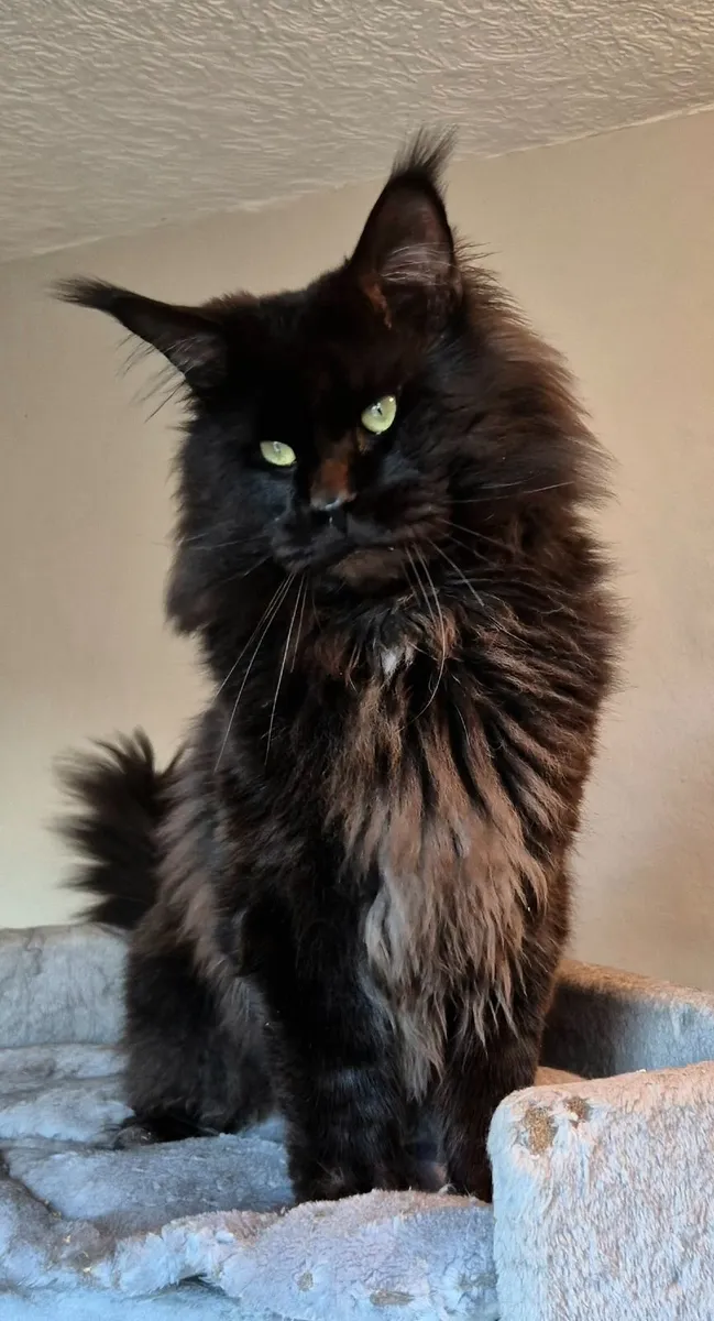 Maine coon male gccf reg - Image 2