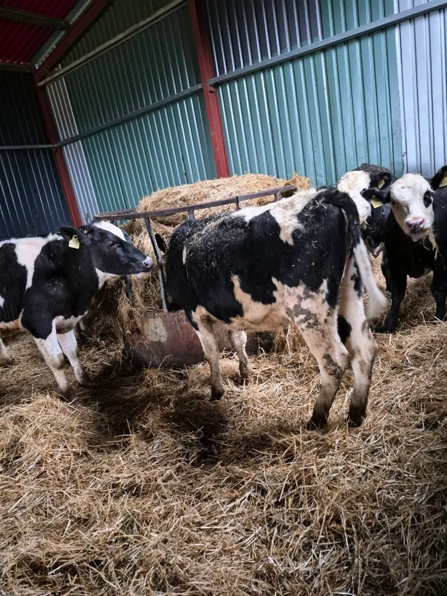 British freisan heifers - Image 2